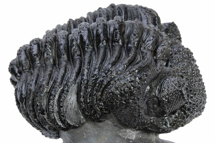 Partially Enrolled Drotops Trilobite - Excellent Eye Facets #222352